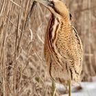 Rohrdommel (Botaurus stellaris)