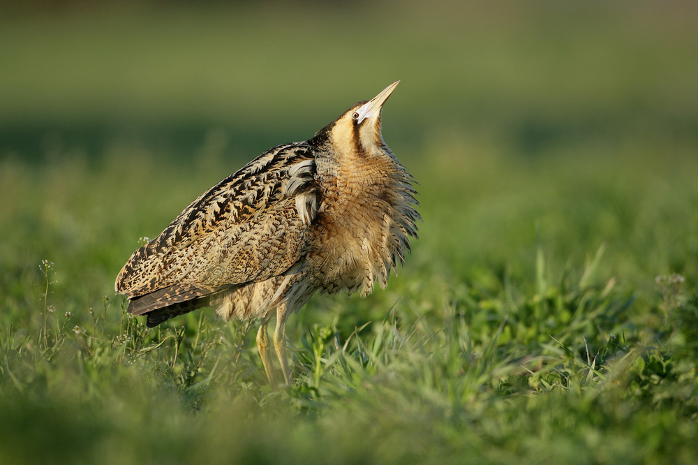 Rohrdommel (Botaurus stellaris)