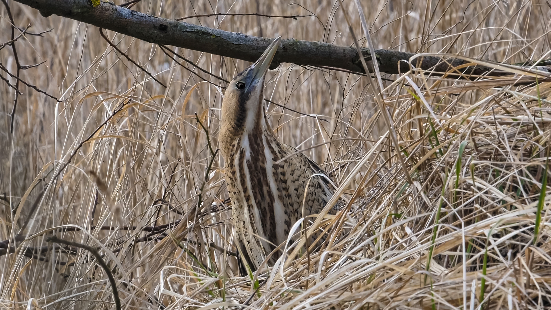 Rohrdommel (Botaurus stellaris) an der Oder  