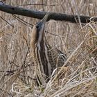 Rohrdommel (Botaurus stellaris) an der Oder  