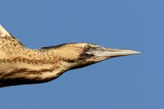 Rohrdommel  (Botaurus stellaris)  auf Augenhöhe 