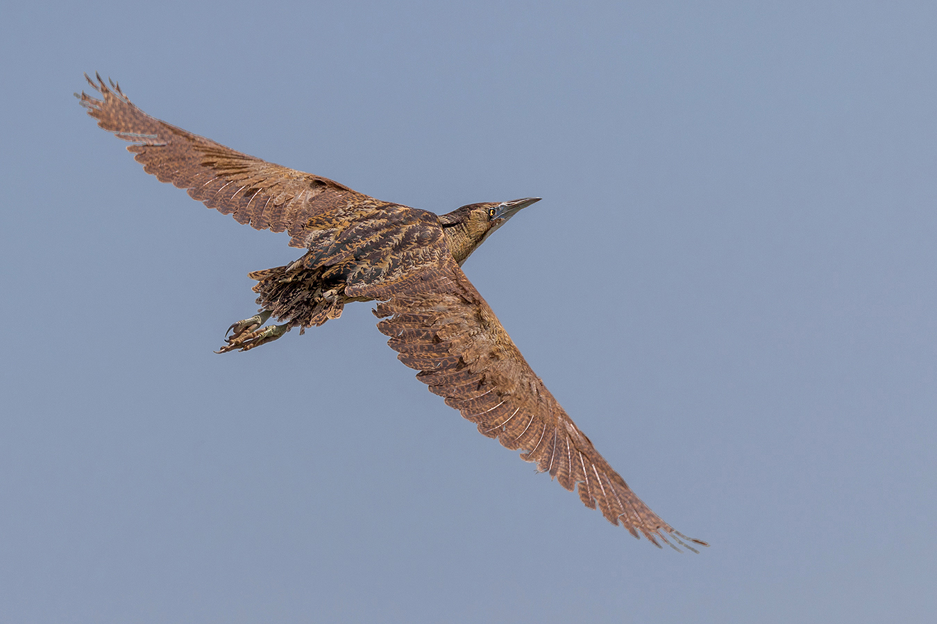 Rohrdommel (Botaurus stellaris)