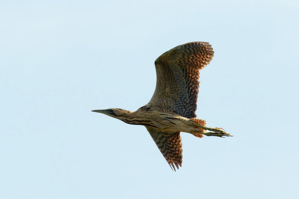 Rohrdommel  (Botaurus stellaris) 