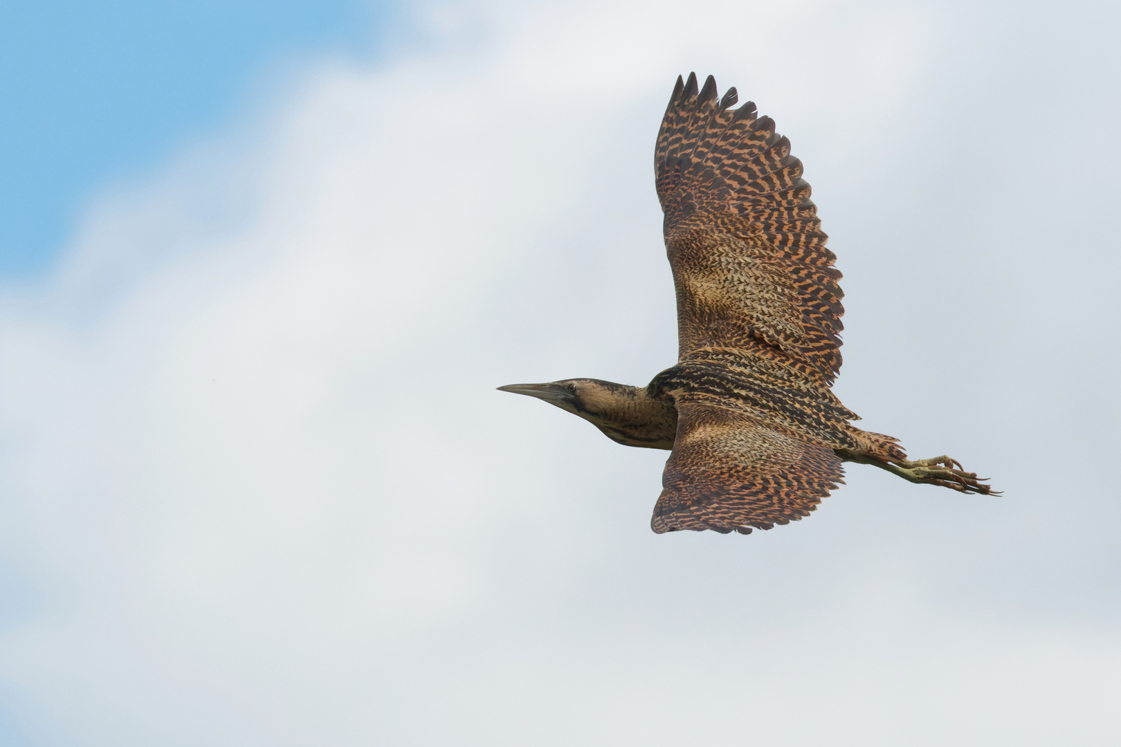 Rohrdommel  (Botaurus stellaris) im Flug