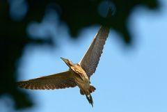 Rohrdommel  (Botaurus stellaris) neuer Versuch