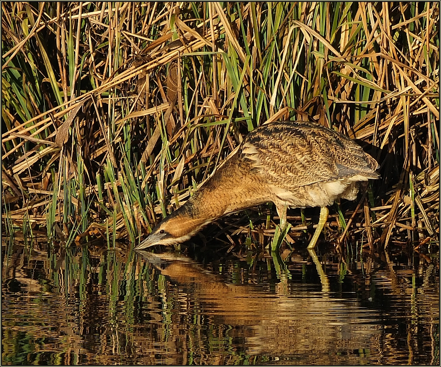 Rohrdommel