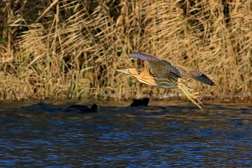 Rohrdommel