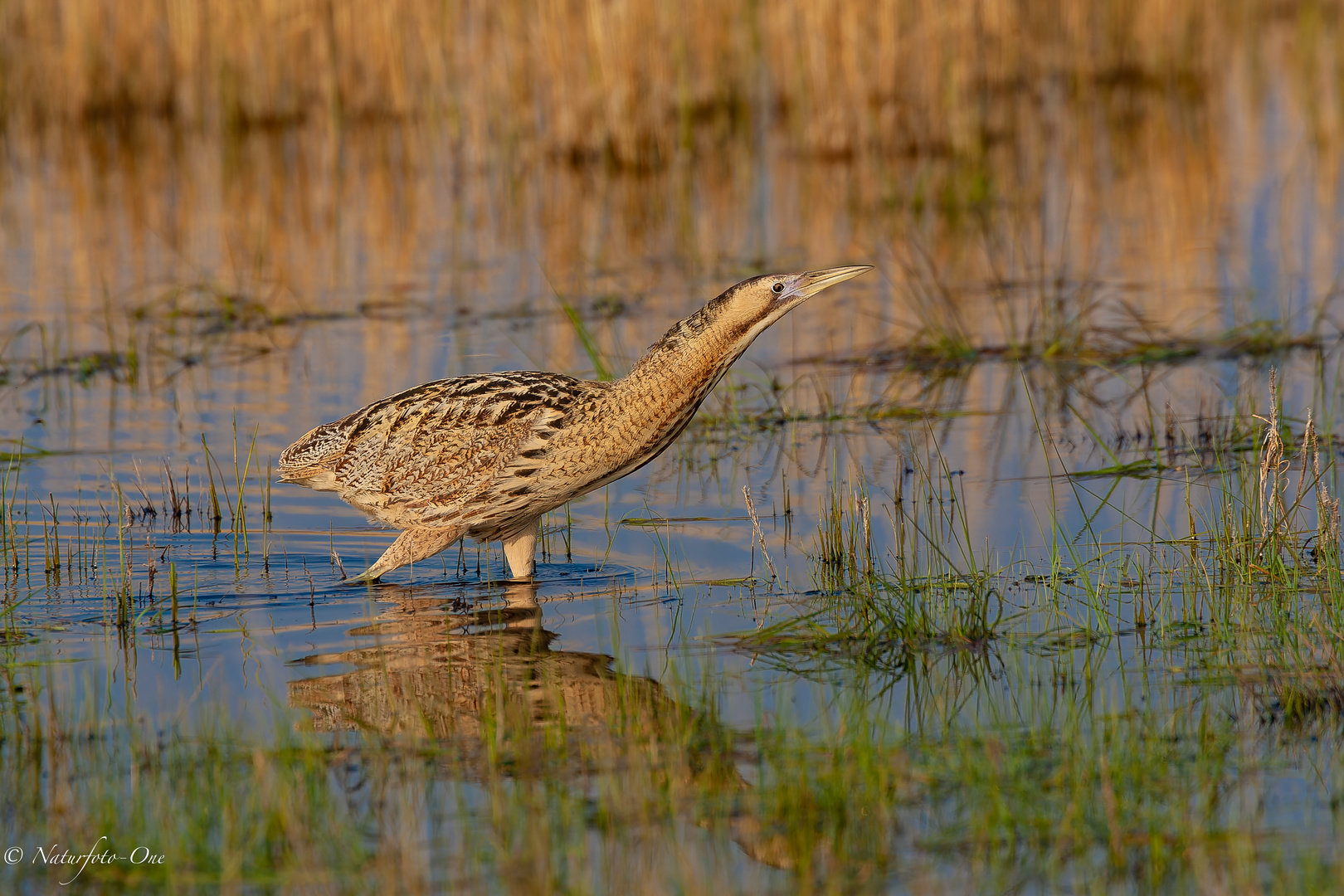 Rohrdommel  frei im Habitat