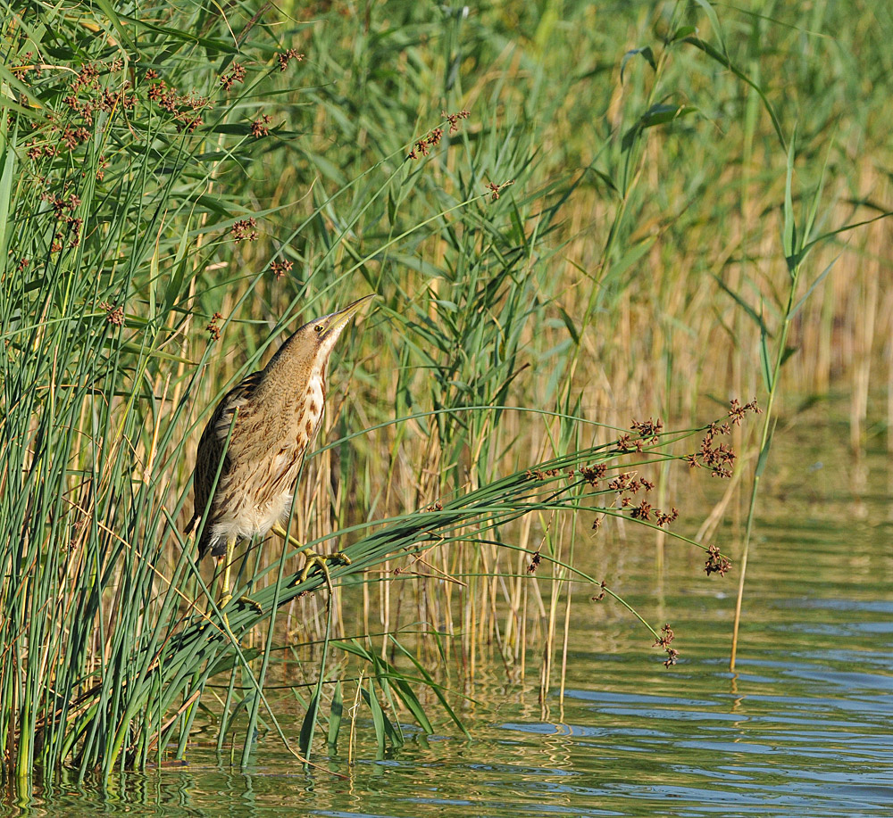 Rohrdommel – Glück 01