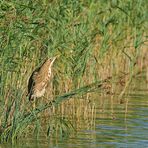 Rohrdommel – Glück 01