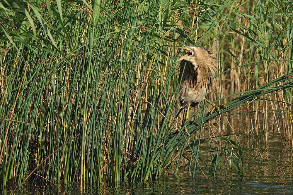 Rohrdommel – Glück 02