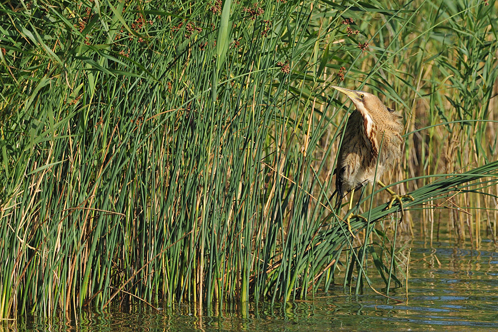 Rohrdommel – Glück 03