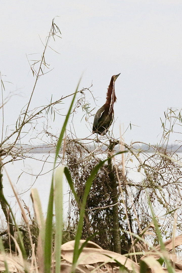  	Rohrdommel (Große Rohrdommel)  Botaurus stellaris