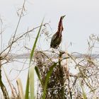  	Rohrdommel (Große Rohrdommel)  Botaurus stellaris