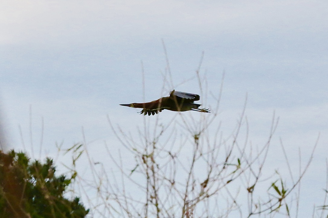 Rohrdommel im Abflug