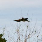 Rohrdommel im Abflug