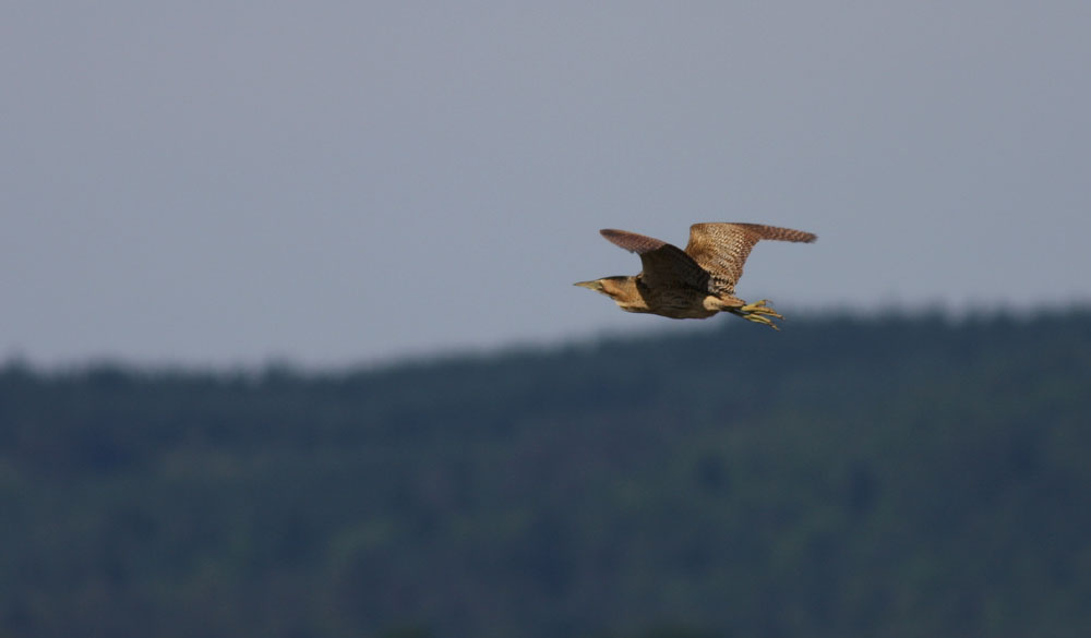 Rohrdommel im Flug