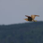 Rohrdommel im Flug