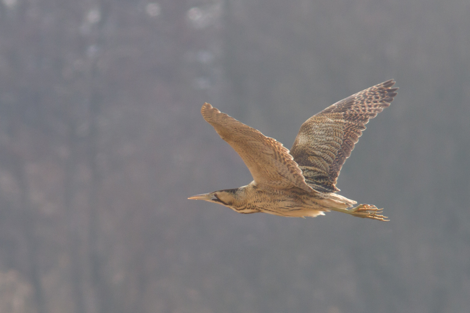 Rohrdommel im Flug