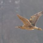 Rohrdommel im Flug