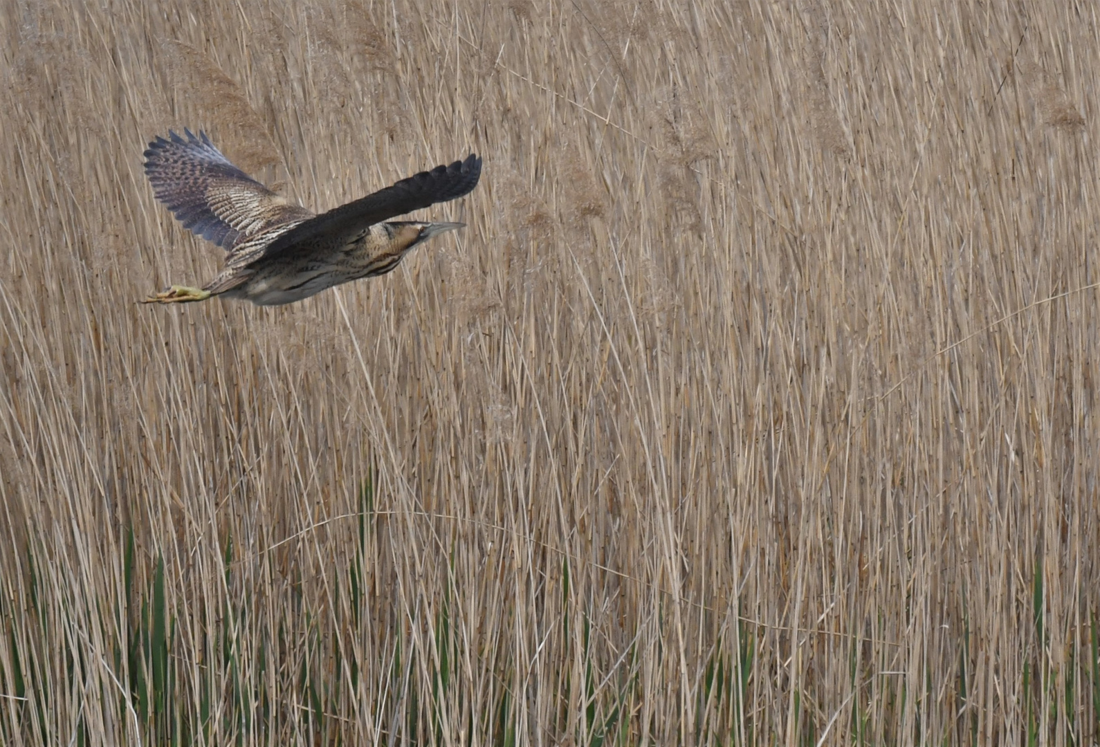 Rohrdommel im Flug..