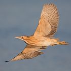 Rohrdommel im Flug