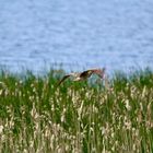 Rohrdommel im Flug