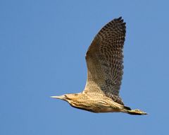 Rohrdommel im Flug