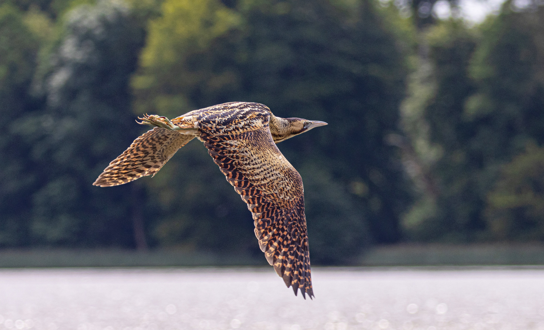 Rohrdommel im Flug