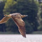 Rohrdommel im Flug