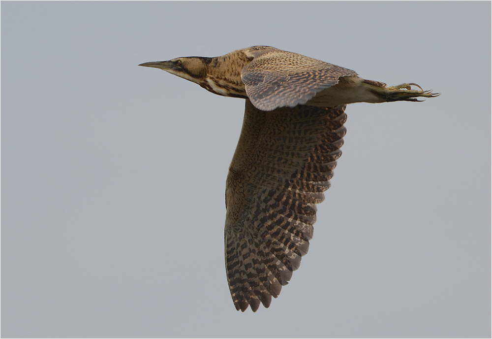 Rohrdommel im Flug