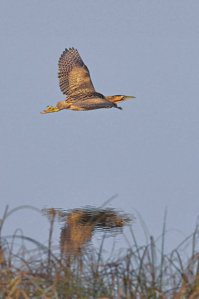 Rohrdommel im Flug