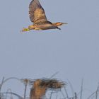 Rohrdommel im Flug