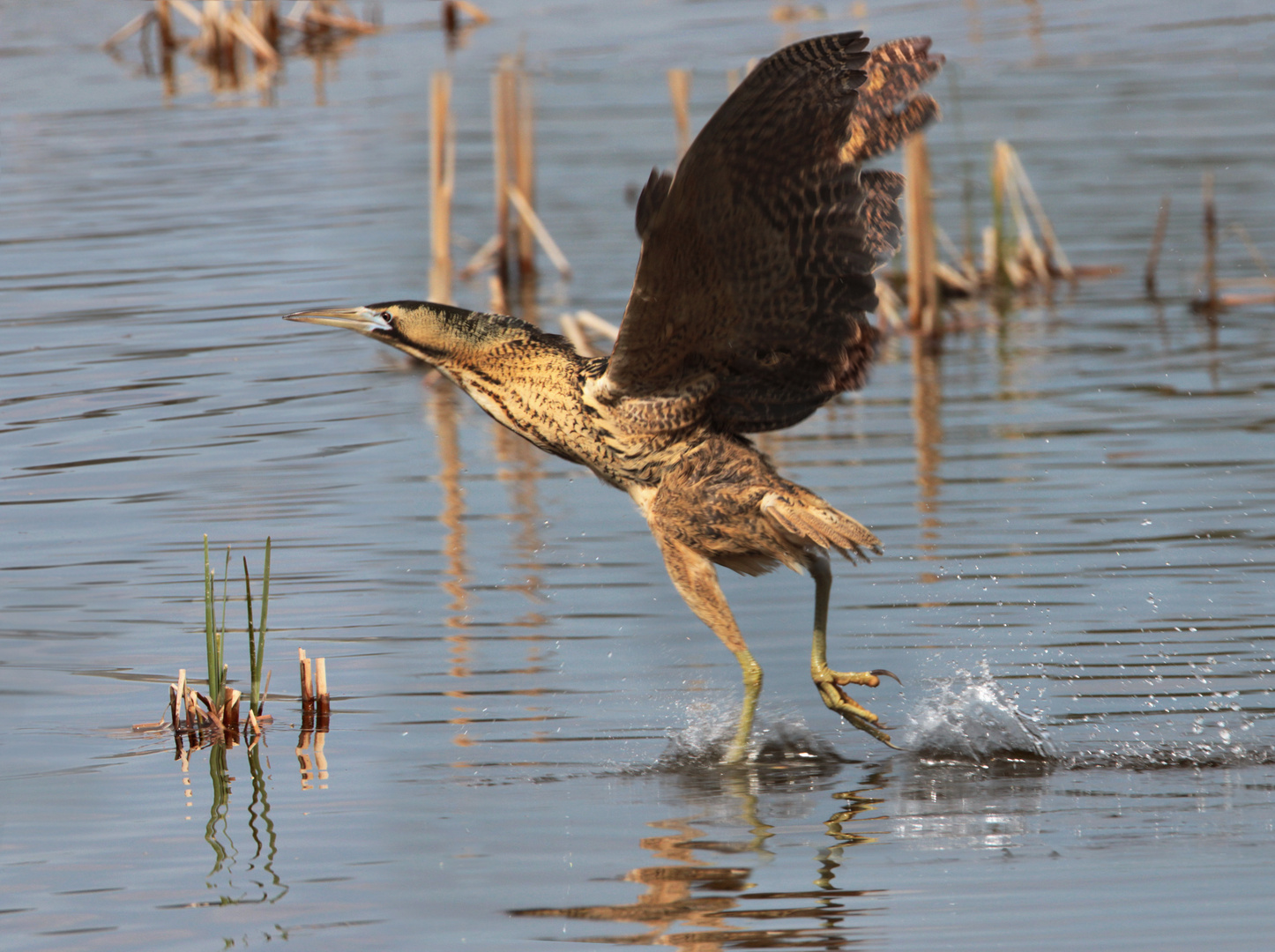 Rohrdommel im Oberlausitzer Biosphärenreservat