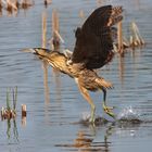 Rohrdommel im Oberlausitzer Biosphärenreservat