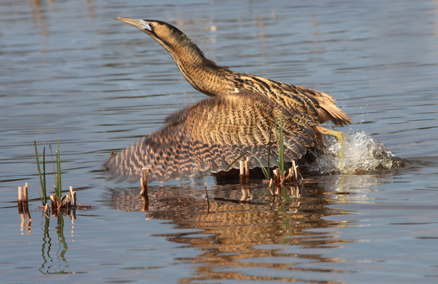 Rohrdommel im Oberlausitzer Biosphärenreservat