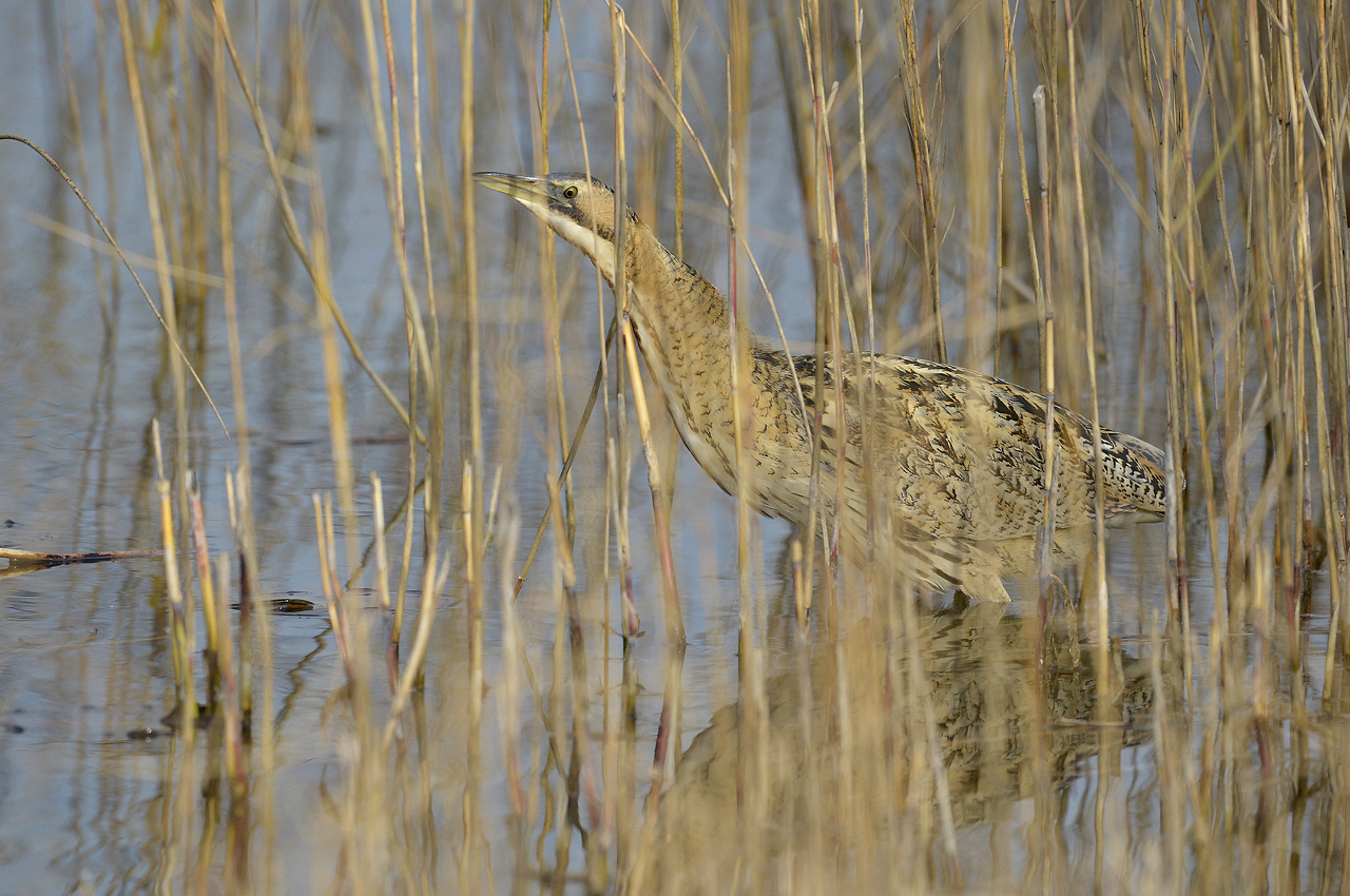 Rohrdommel im Schilf