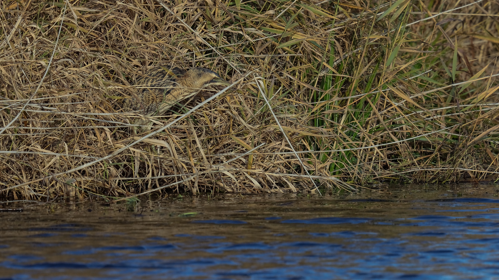  Rohrdommel im Schilf