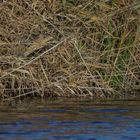  Rohrdommel im Schilf