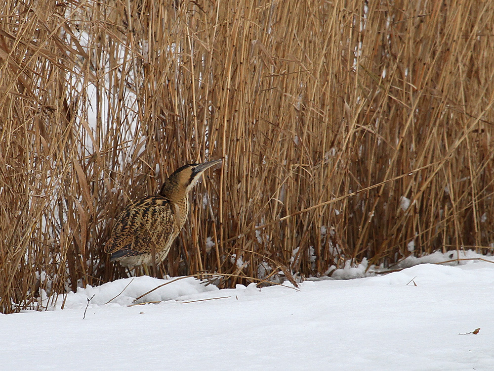 Rohrdommel im Schnee