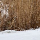 Rohrdommel im Schnee