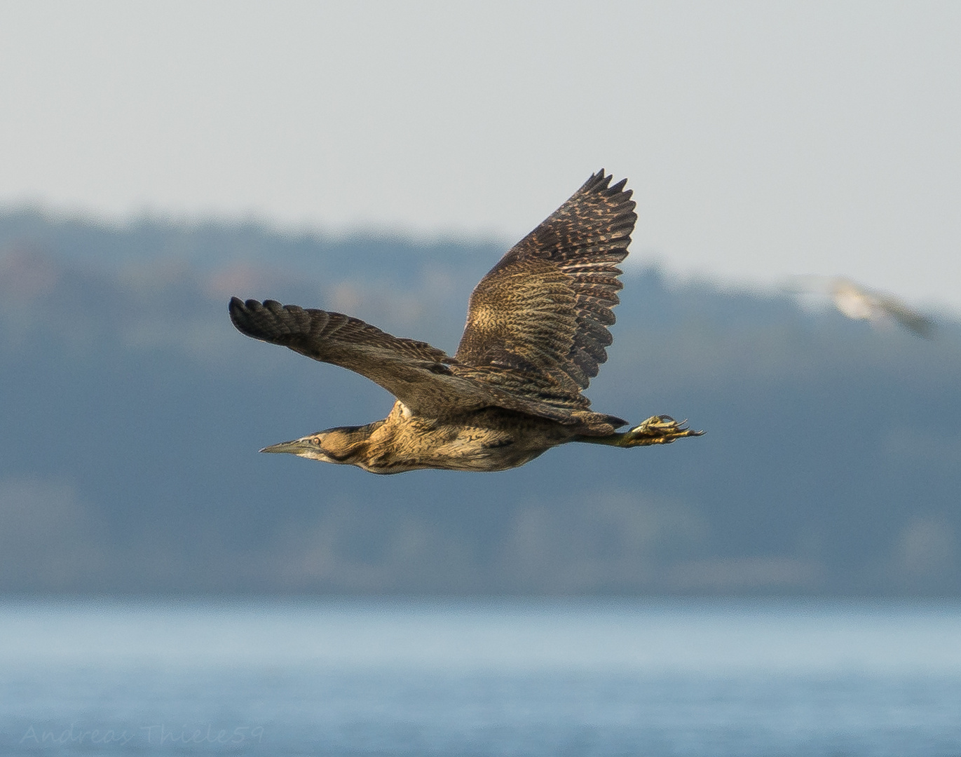 Rohrdommel im Vorbeiflug