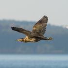 Rohrdommel im Vorbeiflug