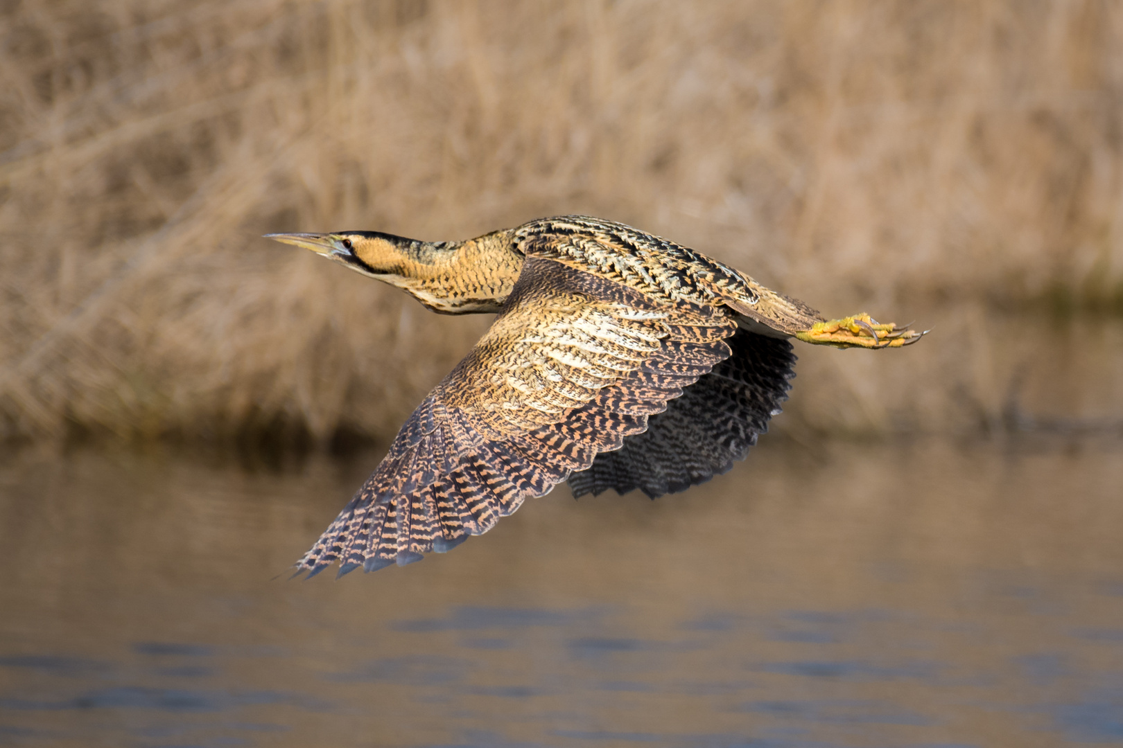 Rohrdommel im Vorbeiflug