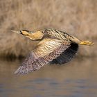 Rohrdommel im Vorbeiflug