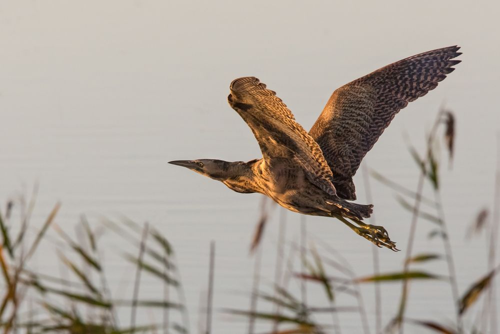 Rohrdommel im Vorbeiflug