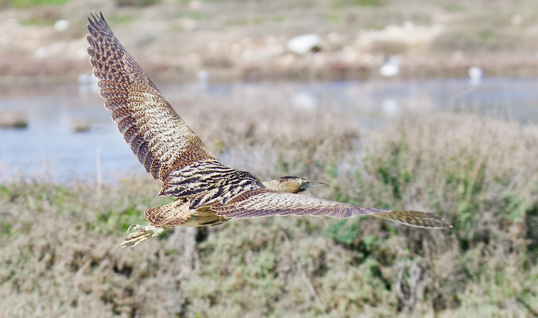 Rohrdommel in Greece...