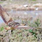 Rohrdommel in Greece...