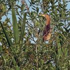 Rohrdommel in ihrer natürlichen Umgebung