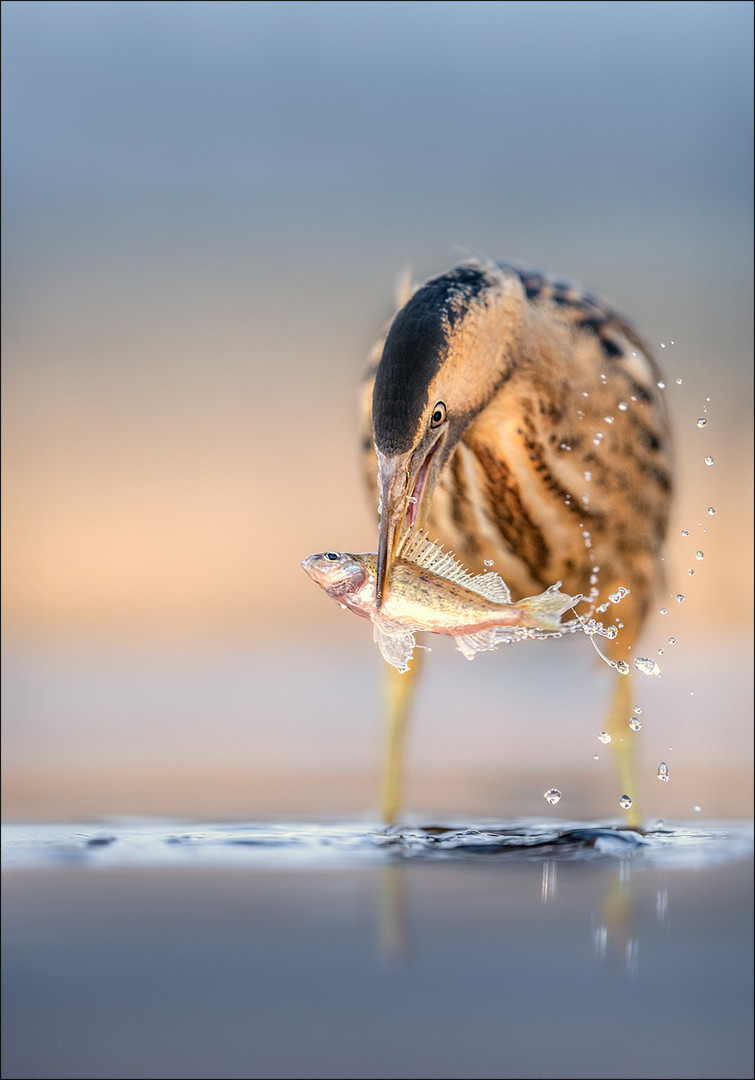 Rohrdommel mit Kaulbarsch